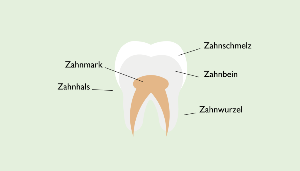 Aufbau eines Zahnes: Zahnschmelz, Zahnbein, Zahnmark, Zahnwurzel, Zahnhals